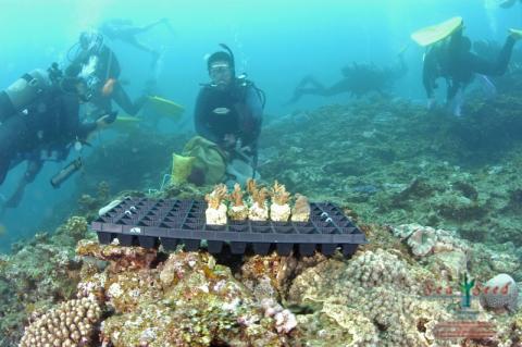 SeaSeed】養殖サンゴ 8株の移植放流: 読谷村ANAのふるさと納税