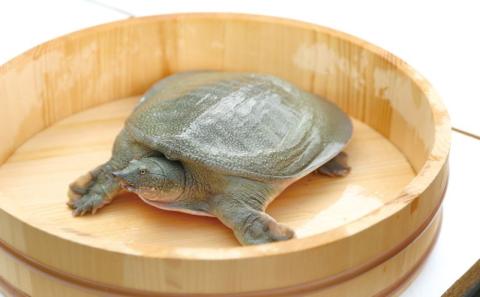 【オキハム】自社養殖！すっぽん軟骨ソーキ（レトルト4袋）