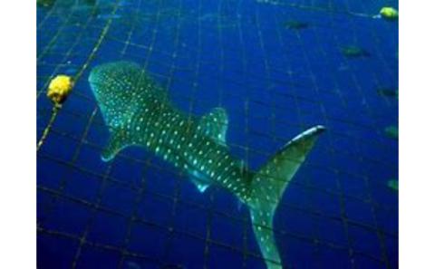 「みんなで育てるジンベエザメ」育成寄付（ジンベエザメシュノーケル利用券1枚付き）