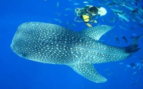 「みんなで育てるジンベエザメ」育成寄付