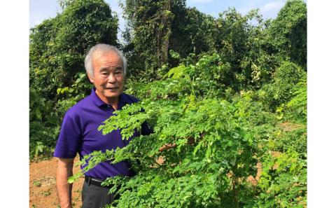 【沖縄ウスリファーム】よみたんモリンガ青汁とパウダー＜各1点＞