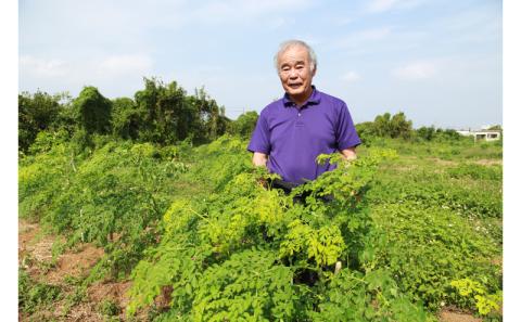 【沖縄ウスリファーム】モリンガ茶ティーパック(大）60g×3袋