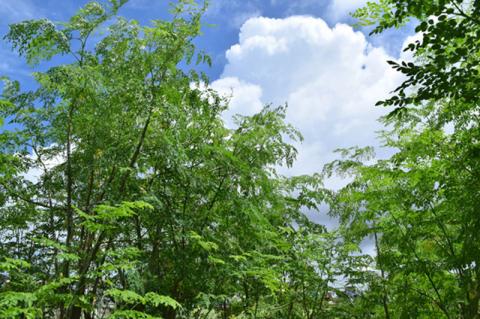 奇跡の植物＜モリンガ＞タブレット（2個セット） ☆ 読谷村産 沖縄 お手軽 持ち運び便利 栄養満点 スーパーフード