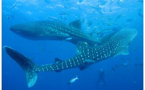 「みんなで育てるジンベエザメ」育成寄付