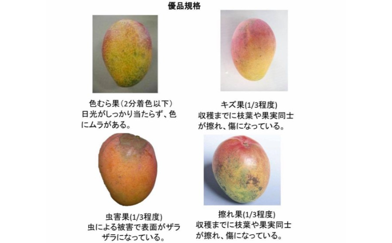 【訳あり・ご家庭用】アップルマンゴー（約1.5kg）【先行予約・2026年発送】 〇 マンゴー アップルマンゴー アーウィン ワケアリ 家庭用 訳アリ 沖縄 読谷村 うちなーすぐりむん 地場産品 自宅使い 人気商品 デザート