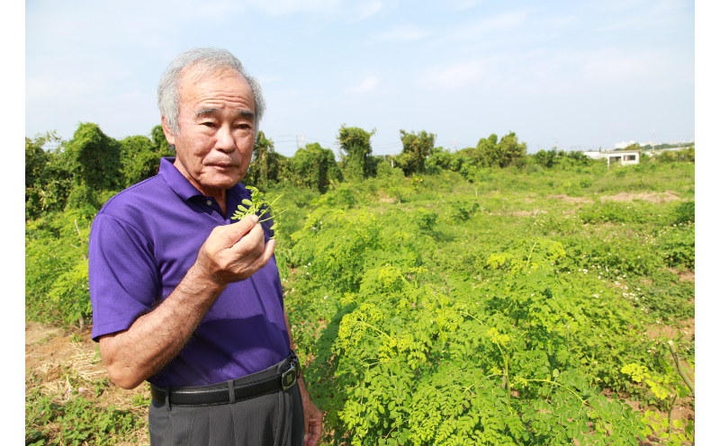 【沖縄ウスリファーム】よみたんモリンガ青汁（２箱セット）