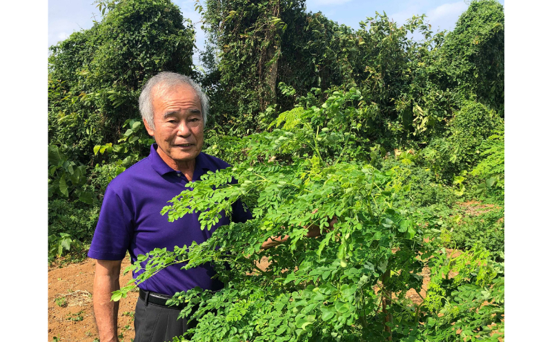 【沖縄ウスリファーム】よみたんモリンガ青汁（シークワサー風味）1箱