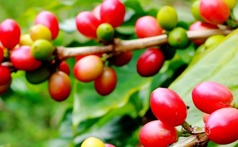 【焙煎工房ゆうばんた珈琲】ブレンドコーヒー（粉）3点セット