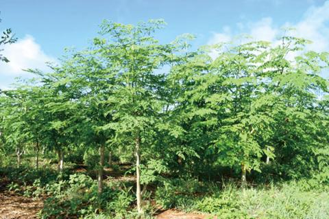 奇跡の植物＜モリンガ＞パウダー（2個セット） ☆ お茶 お手軽 持ち運び 沖縄 読谷村産