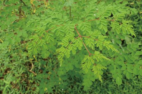 奇跡の植物＜モリンガ＞タブレット（2個セット） ☆ 読谷村産 沖縄 お手軽 持ち運び便利 栄養満点 スーパーフード