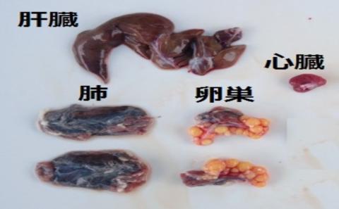 【オキハム】自社養殖！四つ切り「琉球すっぽん」