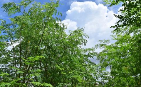 奇跡の植物＜モリンガ＞パウダー（5個セット） ☆ チカラ お手軽 ビタミン豊富 ミネラル豊富 読谷村産 沖縄