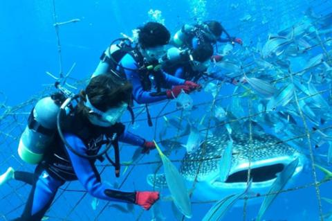 圧巻！ジンベエザメ体験ダイビング（３名様）