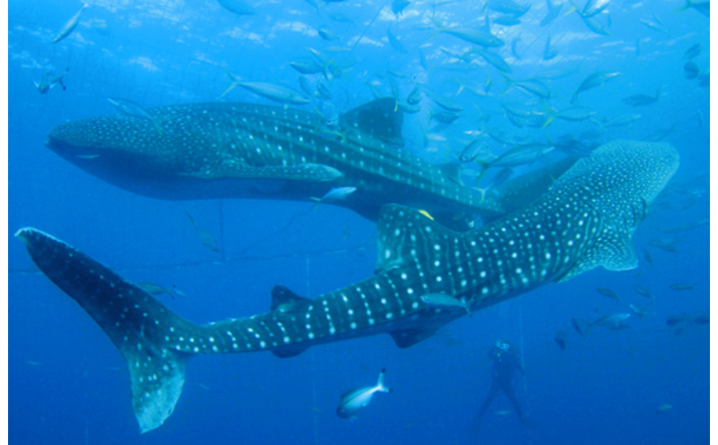 「みんなで育てるジンベエザメ」育成寄付＜ジンベエザメグラスボート乗船券2枚付き＞