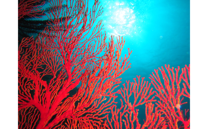 【むるぬーし】美ら海ベストポイント・ファンダイビング（2ダイブ）＜3名様分＞