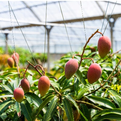 2025年発送【かでな蜜蜂マンゴー】約1kg(2～3玉)【配送不可地域：離島】