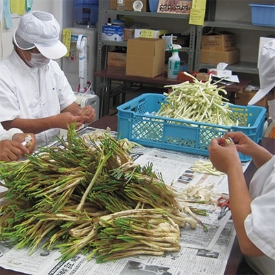 島らっきょうの塩漬け300g【配送不可地域：離島】