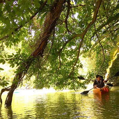 【お子様用】マングローブカヤックツアー