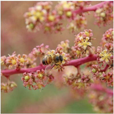 2025年発送【かでな蜜蜂マンゴー】約1kg(2～3玉)【配送不可地域：離島】