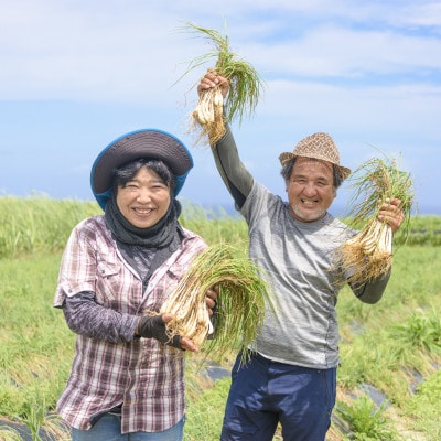 島らっきょうの塩漬け300g【配送不可地域：離島】