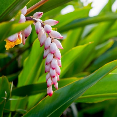 リラクシングオイルセット