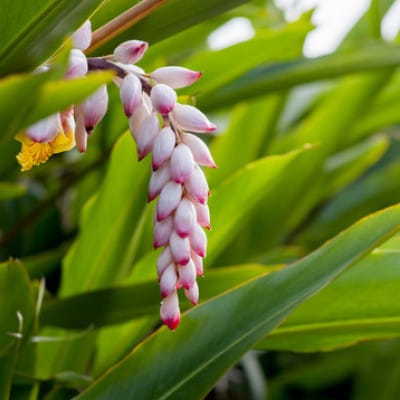 ハーバルローション