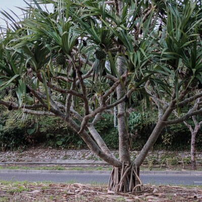 琉球アダンの筆　穂先:18cm程度　筆軸:50cm