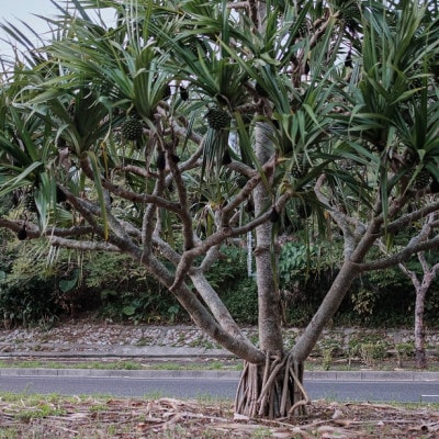 琉球アダンの筆　高さ45cm