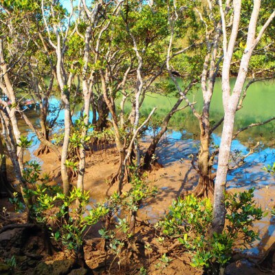 【1名様体験コース】比謝川のマングローブに生息する動植物をカヤックで探検!
