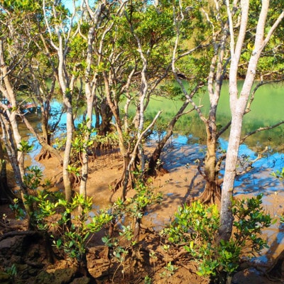 【2名様体験コース】比謝川のマングローブに生息する動植物をカヤックで探検!
