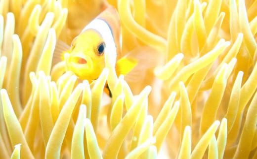 【ふるさと納税】【ふるさと納税】沖縄県北谷町　2ビーチファンダイビング