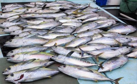 宮城船長と行く【マグロ釣りパヤオツアー】チャーター券（大人６名迄）