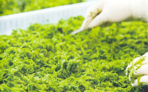 琉球アーサスープ 沖縄県 北中城村産 4g 365個 1年分 あおさのり あーさ ひとえぐさ スープ 海藻 栄養 健康 ビタミン ミネラル 食物繊維 緑黄色野菜 お吸い物 沖縄そば 天ぷら だし巻き卵 長寿 抗酸化作用 佐敷中城漁業協同組合