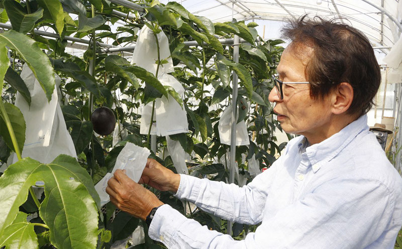 【2026年発送】生産者直送！井上さんのパッションフルーツ1kg お取り寄せ フルーツ 南国 国産 デザート 家庭用 産地直送 農家直送 果物 くだもの ご当地 期間限定 数量限定 リリコイ 先行予約 先行受付 おきなわ 沖縄県産 沖縄 北中城村
