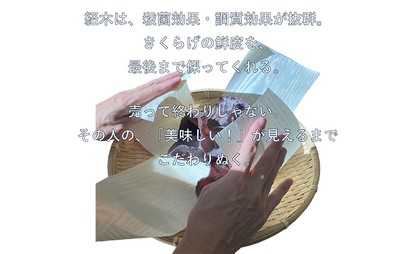 生きくらげ　300g×3セット きくらげ 乳酸菌 栽培 きのこ 生 生キクラゲ レシピ 料理 家庭料理 食感 ミネラル 食物繊維 おすすめ お取り寄せ 沖縄県産 国産 送料無料 ふるさと納税 きくらげ小町 北中城村