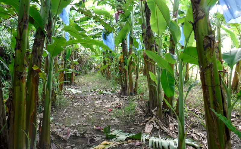 《2025年4月発送》北中城村産　有機アップルバナナ（スイーツバナナ）【3kg前後】 ふるさと納税 沖縄 おきなわ 北中城村 バナナ ばなな 南国 フルーツ スイーツバナナ ミックスジュース 有機栽培 自家製 おやつ スムージー 産地直送 甘い 果肉 デザート 送料無料 北中城村