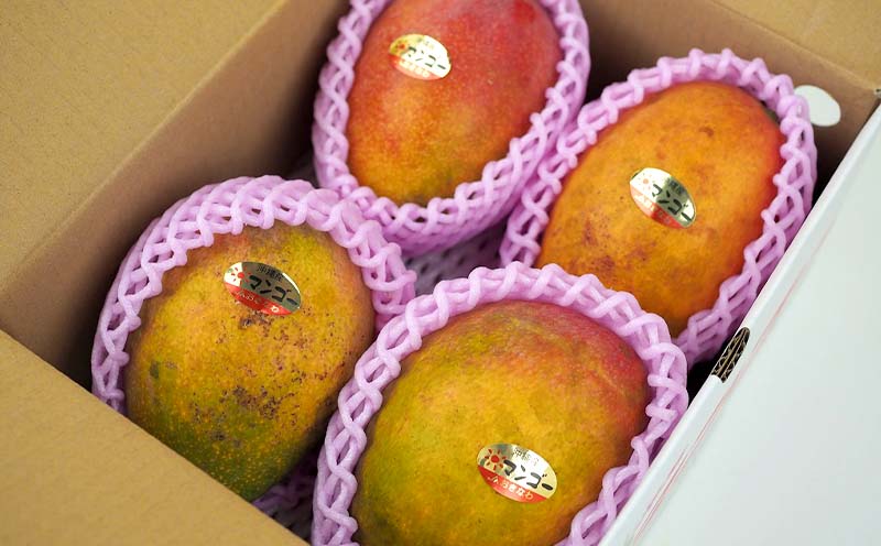 【2026年発送】訳あり 完熟マンゴー 約1.5kg 沖縄県産 先行予約 訳あり 訳アリ フルーツ 果物 くだもの アップルマンゴー アーウィン種 冷蔵 JA 家庭用 お試し 美味しい 沖縄 生産者応援 フードロス 人気 おすすめ お取り寄せ