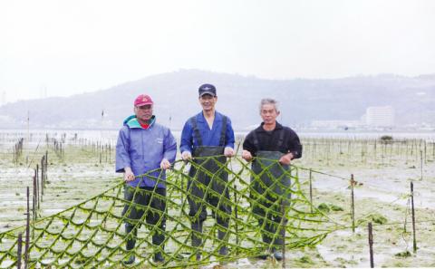 琉球アーサスープ 沖縄県 北中城村産 4g 365個 1年分 あおさのり あーさ ひとえぐさ スープ 海藻 栄養 健康 ビタミン ミネラル 食物繊維 緑黄色野菜 お吸い物 沖縄そば 天ぷら だし巻き卵 長寿 抗酸化作用 佐敷中城漁業協同組合