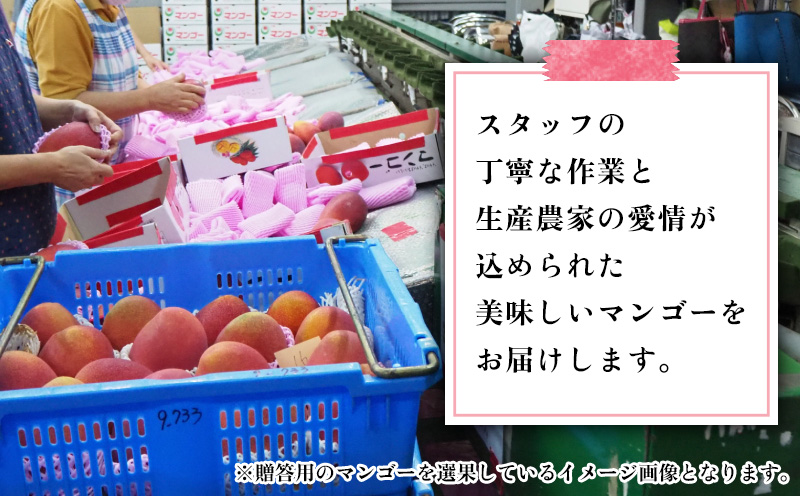 【2026年発送】訳あり品！沖縄県産　完熟マンゴー　約1.5kg×2箱 沖縄県産 先行予約 訳あり 訳アリ フルーツ 果物 くだもの アップルマンゴー アーウィン種 冷蔵 JA 家庭用 お試し 美味しい 沖縄 生産者応援 フードロス 人気 おすすめ お取り寄せ