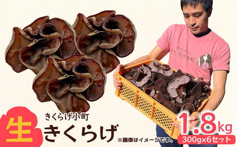 生きくらげ　300g×6セット きくらげ 乳酸菌 栽培 きのこ 生 生キクラゲ レシピ 料理 家庭料理 食感 きくらげ小町 木耳 キクラゲ お取り寄せ おすすめ 国産 送料無料 おきなわ 沖縄 北中城村