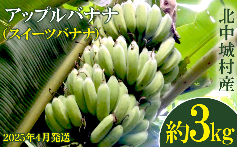 《2025年4月発送》北中城村産　有機アップルバナナ（スイーツバナナ）【3kg前後】 ふるさと納税 沖縄 おきなわ 北中城村 バナナ ばなな 南国 フルーツ スイーツバナナ ミックスジュース 有機栽培 自家製 おやつ スムージー 産地直送 甘い 果肉 デザート 送料無料 北中城村