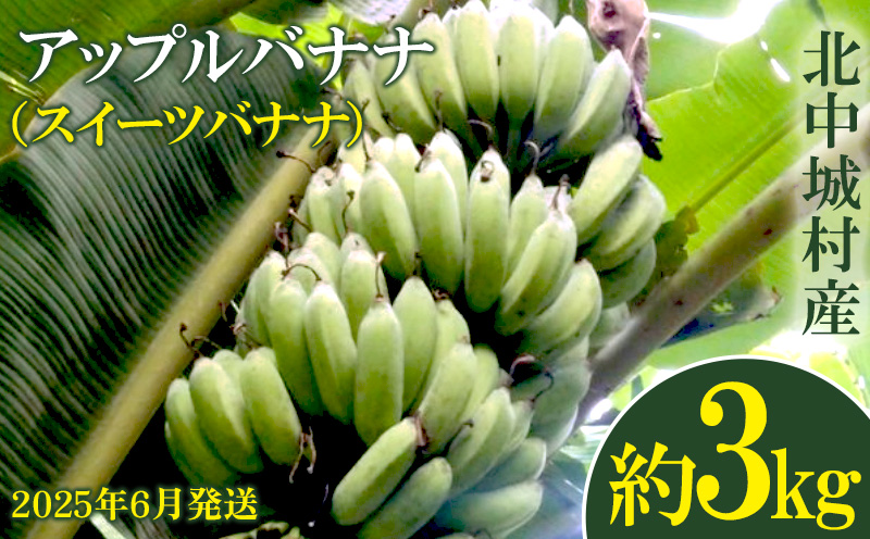 《2025年6月発送》北中城村産　有機アップルバナナ（スイーツバナナ）【3kg前後】 ふるさと納税 沖縄 おきなわ 北中城村 バナナ ばなな 南国 フルーツ スイーツバナナ ミックスジュース 有機栽培 自家製 おやつ スムージー 産地直送 甘い 果肉 デザート 送料無料 北中城村