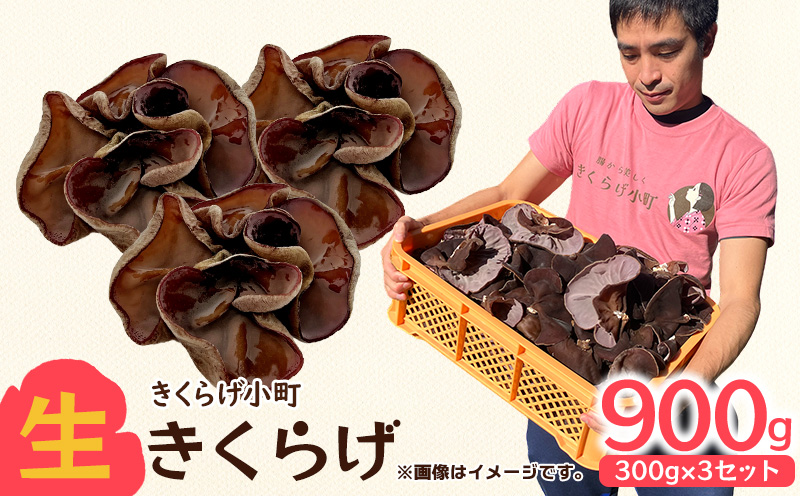 生きくらげ　300g×3セット きくらげ 乳酸菌 栽培 きのこ 生 生キクラゲ レシピ 料理 家庭料理 食感 ミネラル 食物繊維 おすすめ お取り寄せ 沖縄県産 国産 送料無料 ふるさと納税 きくらげ小町 北中城村