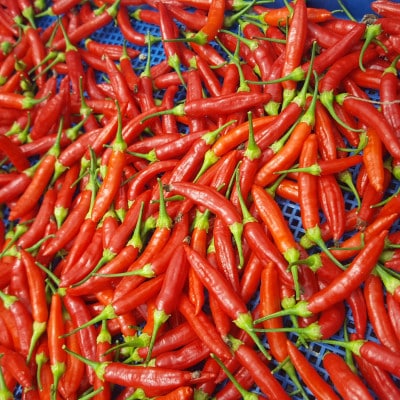 中城ヂゴレ一味2本セット(粗挽き・粉末)