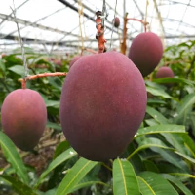 【2026年6月から順次発送・白箱】美ら島マンゴー農園の完熟中城美らマンゴー優品5kg(8～15玉)【配送不可地域：離島】