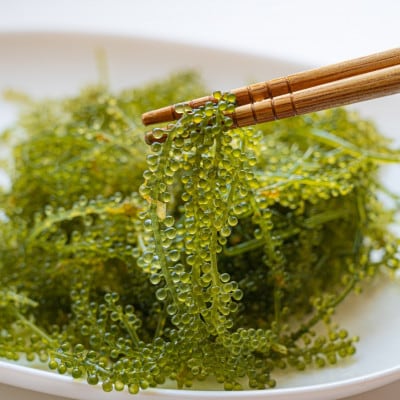 【沖縄から産地直送】県産海ぶどう品評会最優秀賞受賞!ちゅら海ぶどう500g×1箱