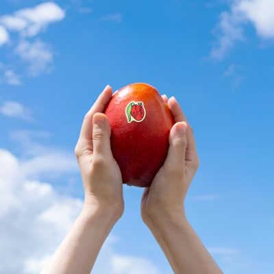 【2026年発送・糖度12度以上保証】頑固おやじのこだわりマンゴー超大玉1玉(700g～850g)【配送不可地域：離島】