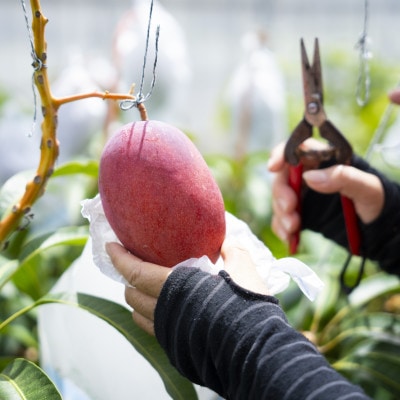 【2026年6月下旬から順次発送・家庭用】護佐丸マンゴー1.5kg(3～5玉)【配送不可地域：離島】