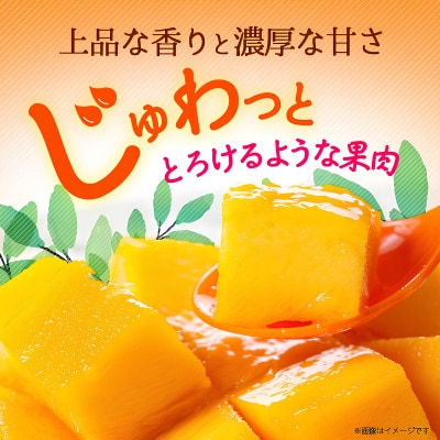 【2026年6月から順次発送・訳あり】アップルマンゴー1.5kg(3～6玉)【配送不可地域：離島】