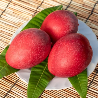 【2026年6月から順次発送・化粧箱】JAおきなわが厳選したアップルマンゴー2kg(3～6玉)【配送不可地域：離島】